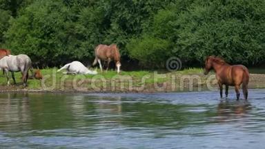 美丽的棕马在河边吃草，在水上散步，天气晴朗